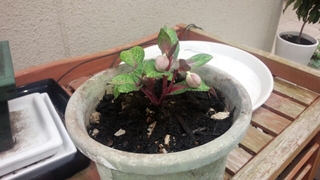 20160319185318871.jpg